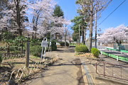 サクラが咲く入口周辺 - 六本杉公園