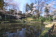 サクラが咲く湧水の池 - 六本杉公園