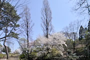 山桜が咲いた園内 - 六本杉公園