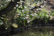 池に咲く山桜 - 六本杉公園