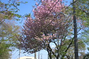 サトザクラ(里桜) - 六本杉公園