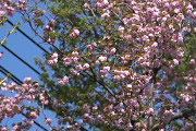 サトザクラの花 - 六本杉公園