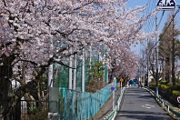 北側の学校の桜並木 - 六本杉公園