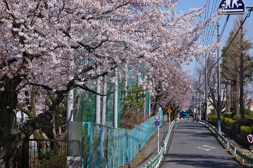 北側の学校の桜並木 - 六本杉公園