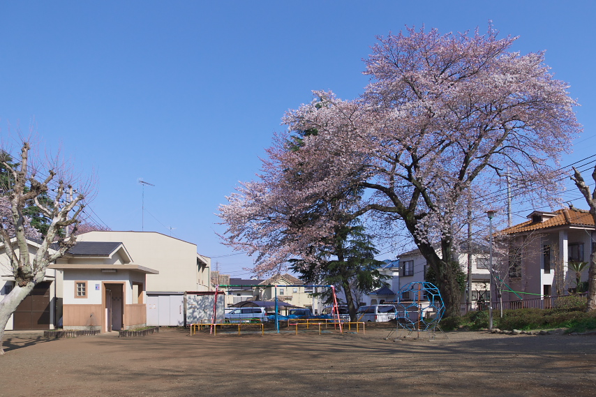 桜が開花した頃の東側広場 - 六本杉公園