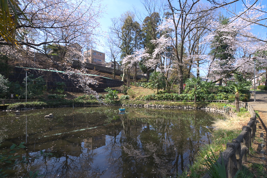 サクラが咲く湧水の池 - 六本杉公園