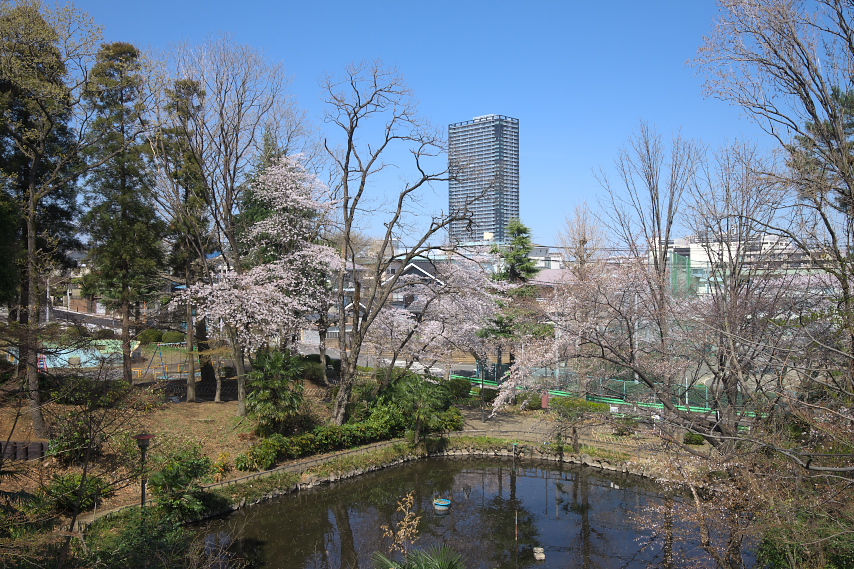 斜面の園路から桜が咲く池 - 六本杉公園