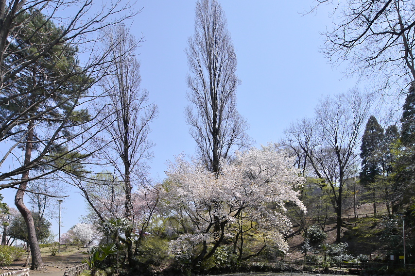 山桜が咲いた園内 - 六本杉公園