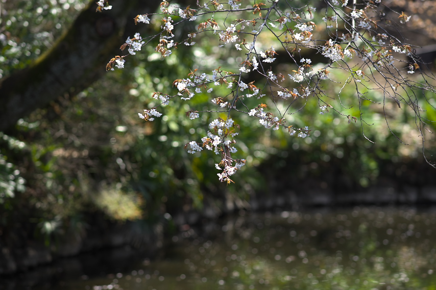 池に咲く山桜 - 六本杉公園