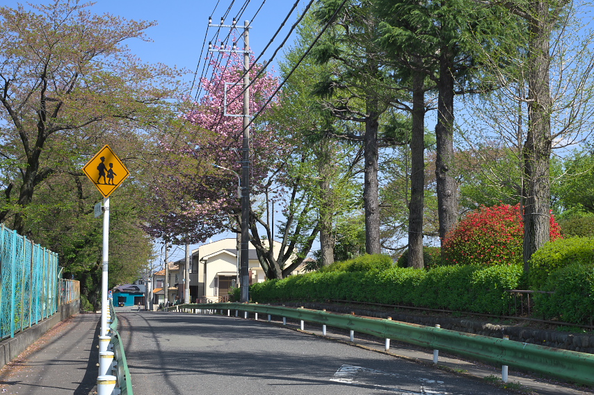 サトザクラが咲いた通り - 六本杉公園
