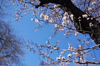 ピンクの梅を見上げた所 - 六本杉公園