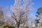 梅が咲く六本杉公園の庭園広場のような場所3