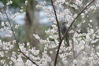 梅にヒヨドリ - 六本杉公園