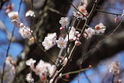 ピンクの梅の花 - 六本杉公園