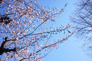 ピンクの梅を見上げた所2 - 六本杉公園