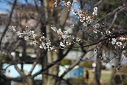 白い梅の花(2012年) - 六本杉公園