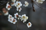 白い梅の花 - 六本杉公園