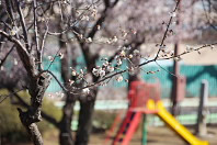 梅が咲く六本杉公園 - 八王子の点景
