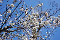 白い梅を見上げた所 - 六本杉公園