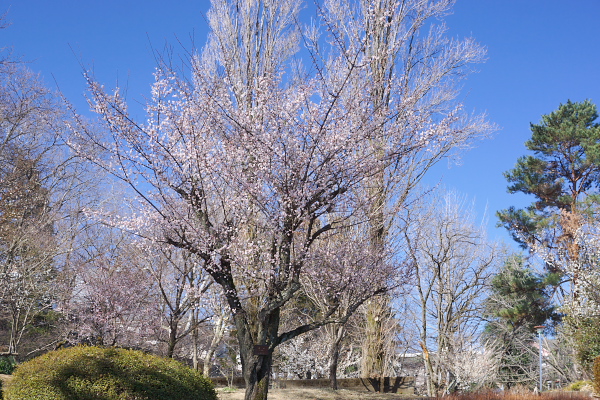 梅が咲く六本杉公園の庭園広場のような場所3