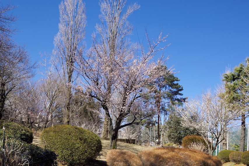 梅が咲く六本杉公園の庭園広場のような場所