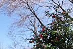 藪椿と南斜面の桜 - 六本杉公園