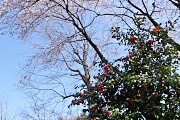 藪椿と南斜面の桜 - 六本杉公園