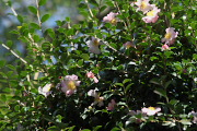 サザンカ(山茶花) 3 - 六本杉公園