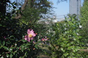 ピンクのサザンカ - 六本杉公園