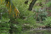 池のドウダンツツジ(灯台躑躅) - 六本杉公園