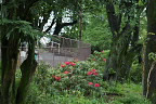 シャクナゲ(石楠花)の咲く斜面 - 六本杉公園