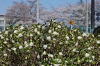 春、開花した沈丁花 - 六本杉公園