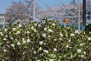 春、開花した沈丁花 - 六本杉公園