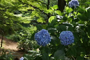 水色のアジサイ(紫陽花) - 六本杉公園