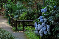 湧水水源のアジサイ(紫陽花) - 六本杉公園
