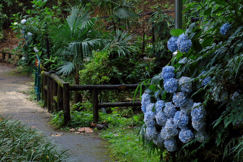 湧水水源のアジサイ(紫陽花) - 六本杉公園