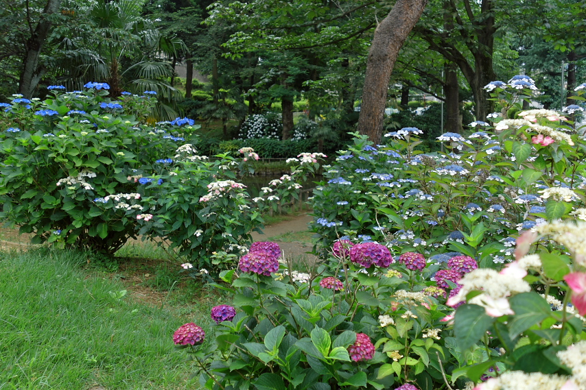 色々なアジサイ(紫陽花) - 六本杉公園