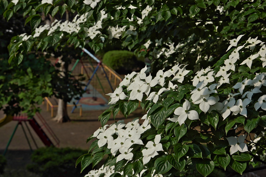 初夏、開花したヤマボウシ - 六本杉公園