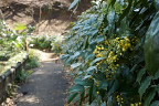 柊南天が咲く池の西側園路 - 六本杉公園
