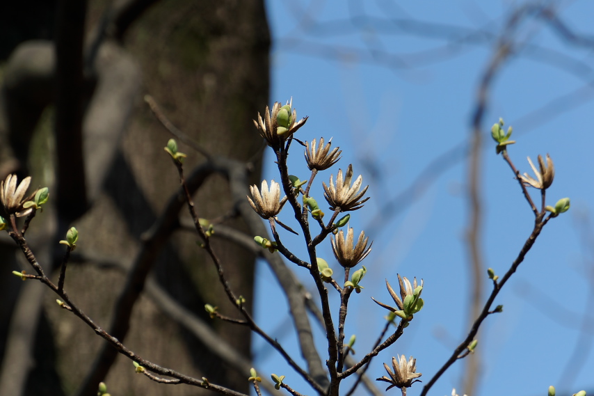 春のユリノキ(百合の木) - 六本杉公園