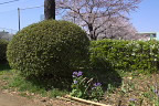 ハナダイコンと学校の桜