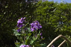 ハナダイコンの花 2 - 六本杉公園
