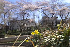スイセン(水仙)と桜 - 六本杉公園