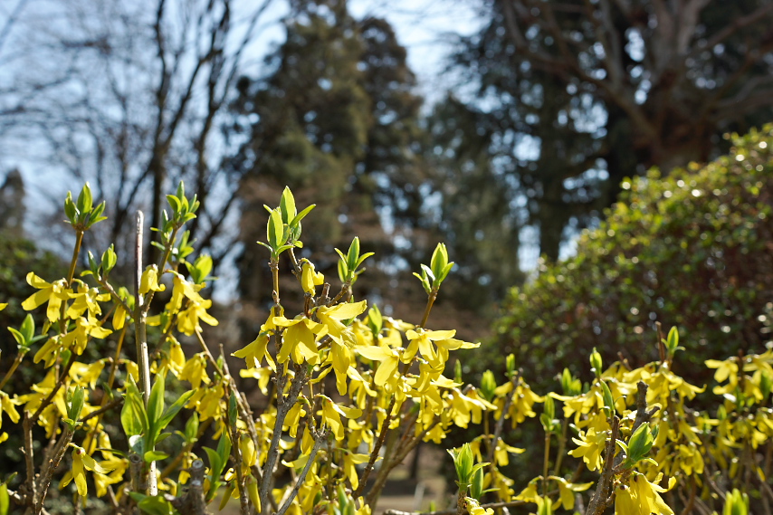 春の陽光に鮮やかなレンギョウ - 六本杉公園