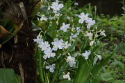 開花が進んだシャガ - 六本杉公園