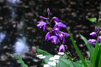 池のシラン(紫蘭) - 六本杉公園