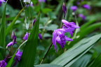 池のシラン(紫蘭)の花 - 六本杉公園