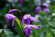 シラン(紫蘭)の花 - 六本杉公園