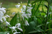 花壇の白いシラン(紫蘭) - 六本杉公園