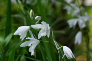 白花のシラン(紫蘭) - 六本杉公園